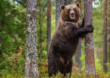 Discover 3 Powerful Spirit Animals During Your Camping Adventure