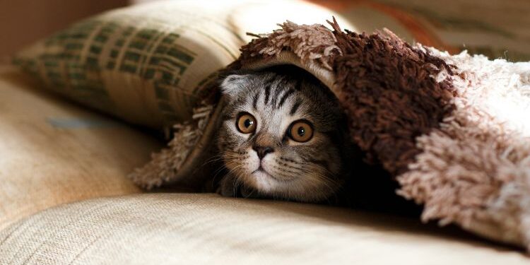 Celebrity Cat Lovers The A-Listers and Their Feline Friends