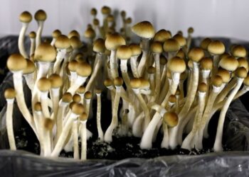 Navigating Psilocybin Laws Global Perspectives & Challenges