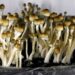 Navigating Psilocybin Laws Global Perspectives & Challenges