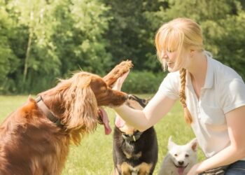 Selecting the Perfect Dog Trainer Eight Essential Tips